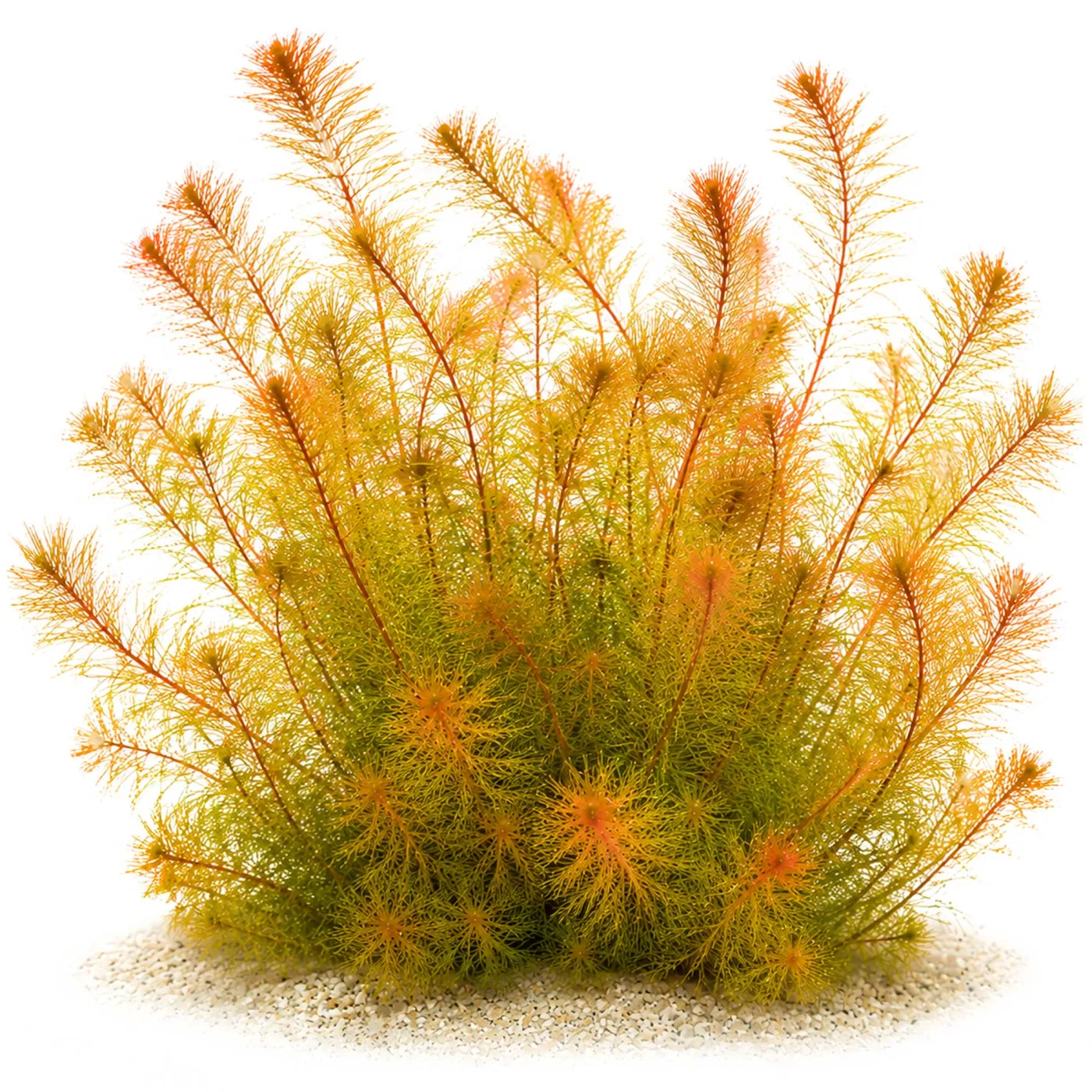 Myriophyllum sp. "Roraima" | Roraima-Tausendblatt - in vitro XL - Ø 8,5cm