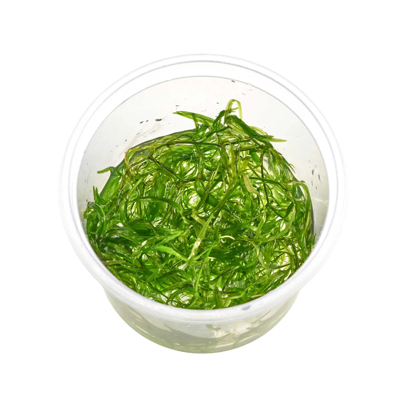 Najas guadalupensis | Nixkraut - in vitro