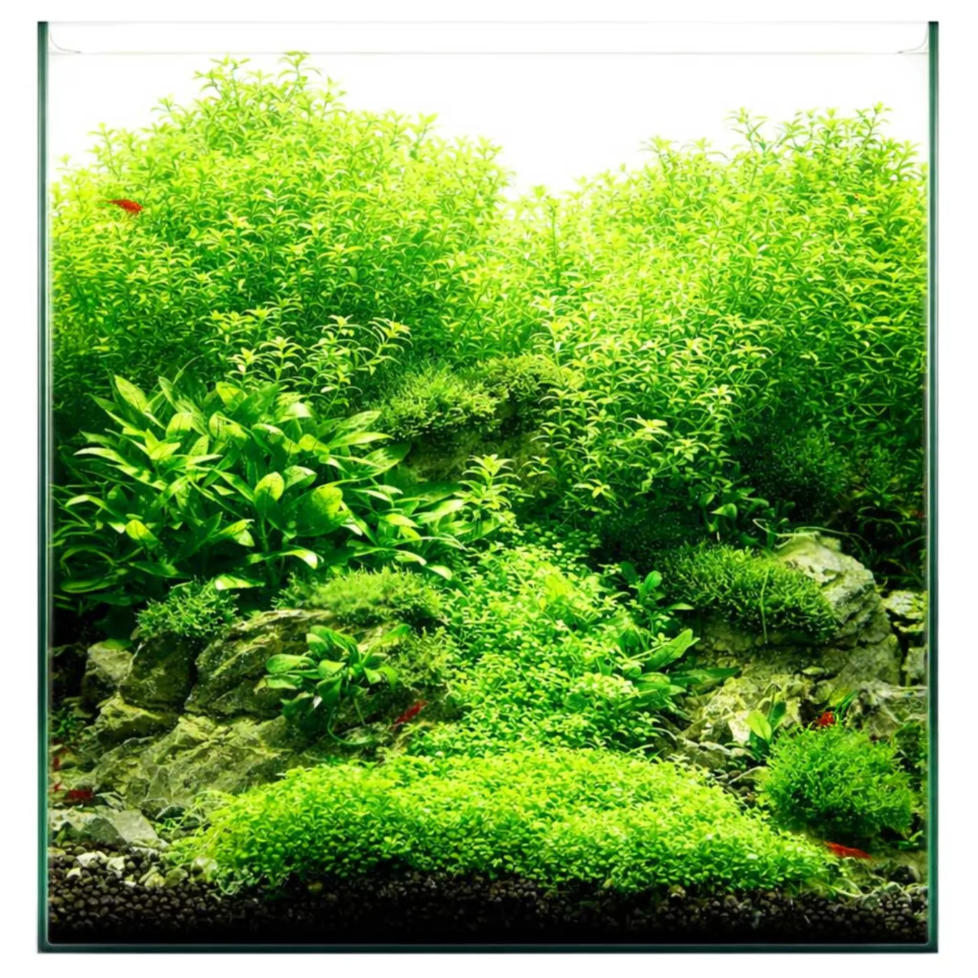 Nano-Aquarium Wasserpflanzen-Set | The Green Nano Cube