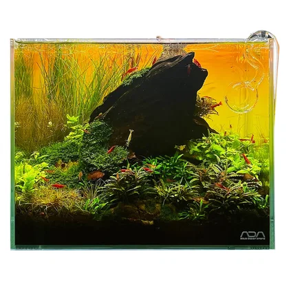 Nano Aquarium Pflanzen Set | The Lions King