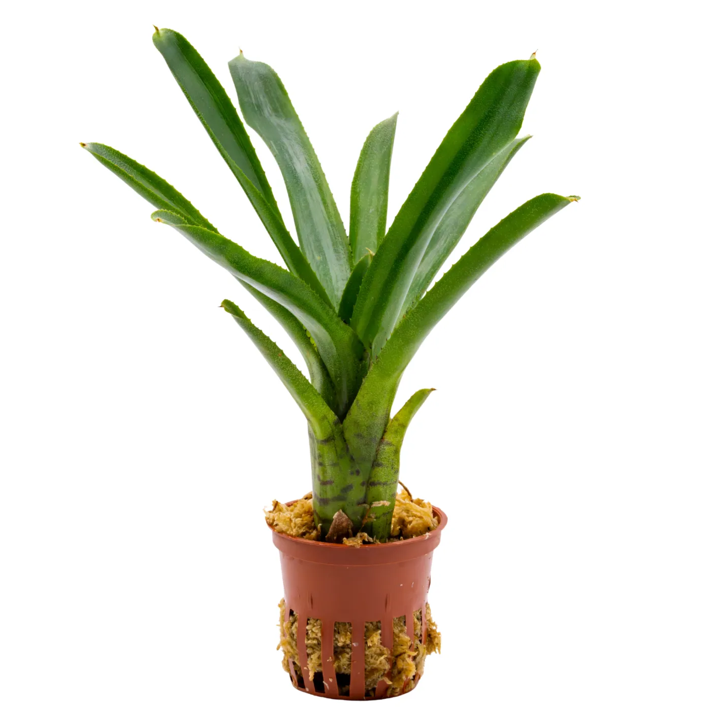 Neoregelia ampullacea sp.