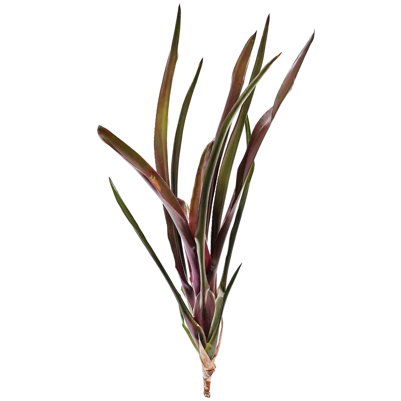 Neoregelia 'Damalis' - Einzelpflanze
