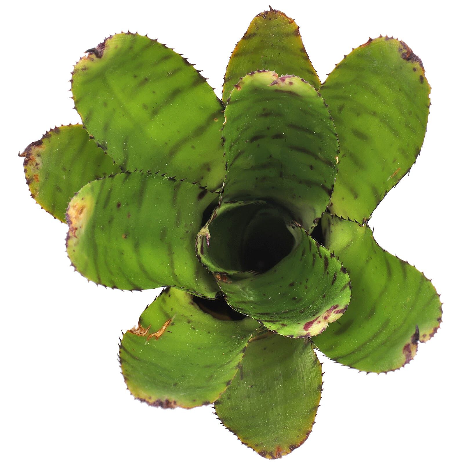 Neoregelia 'Eteria' - Einzelpflanze