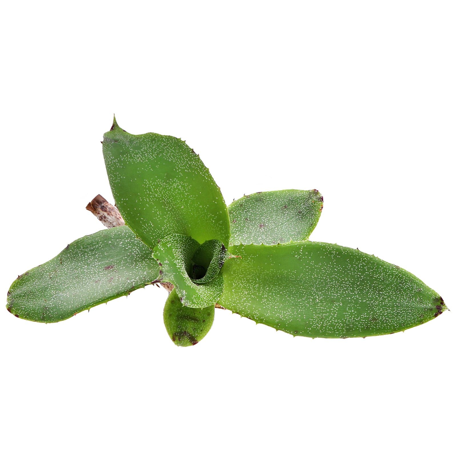 Neoregelia lilliputiana - Einzelpflanze