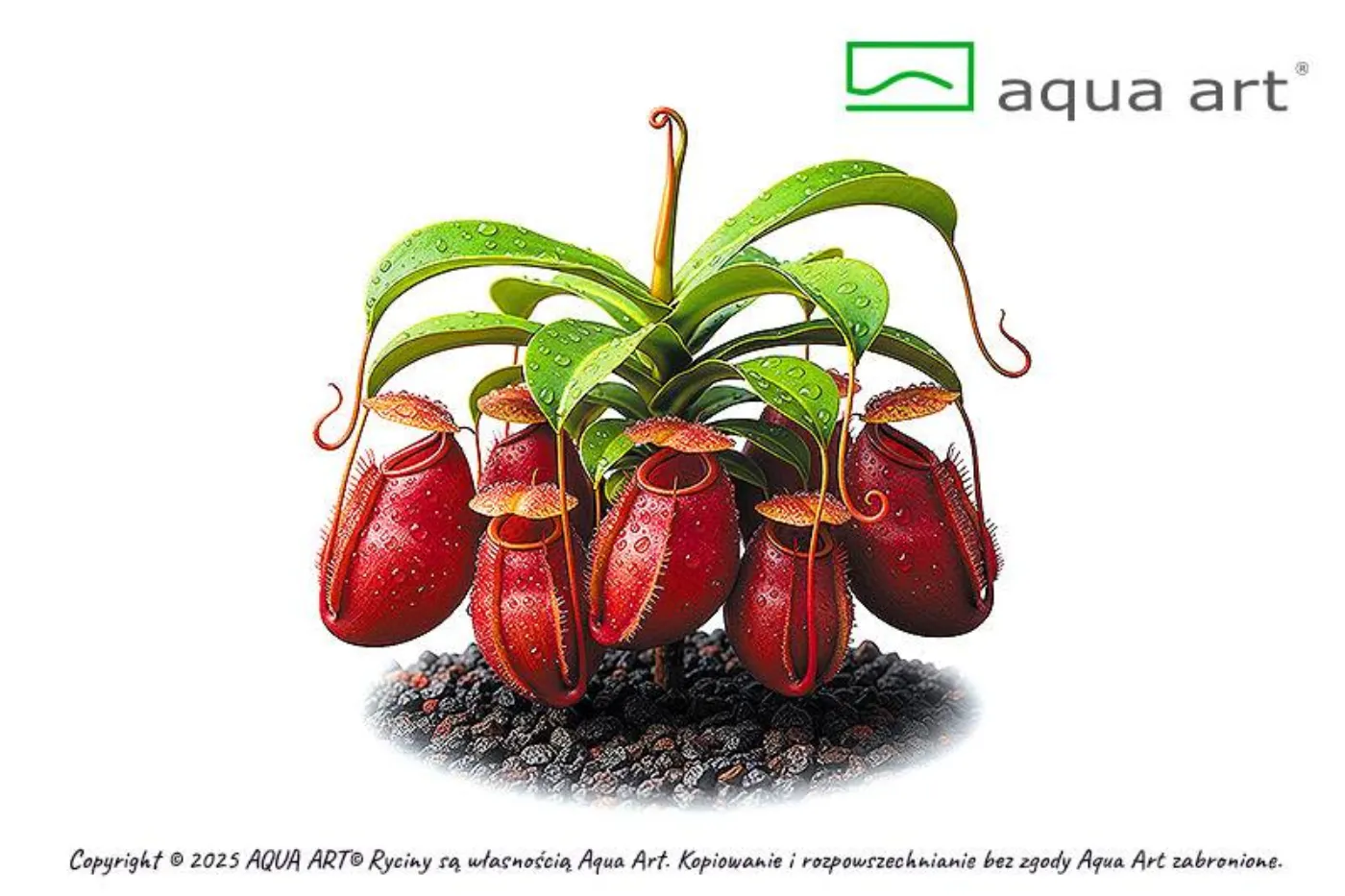 Nepenthes Ampullaria 'Rot'