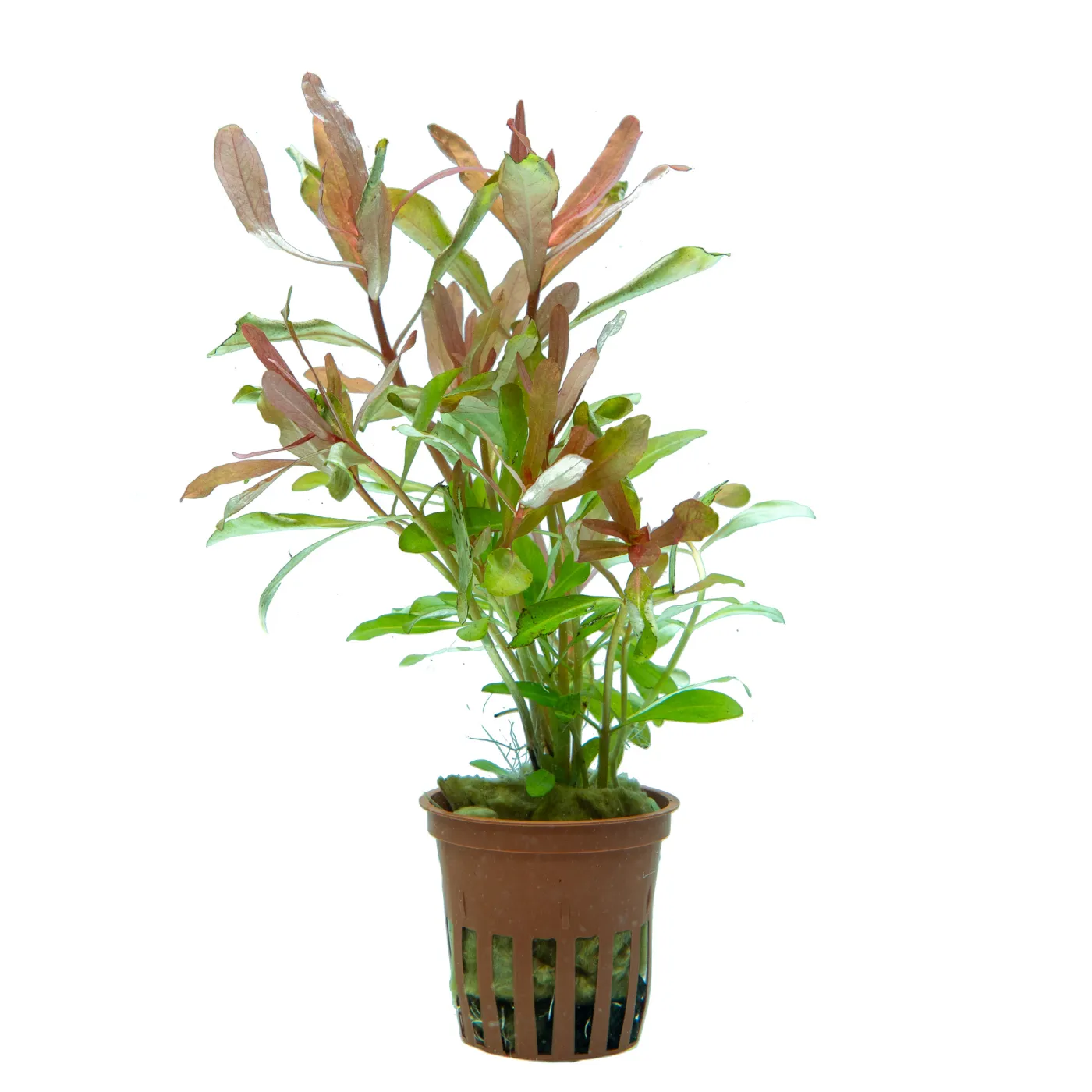 Ammania crassicaulis