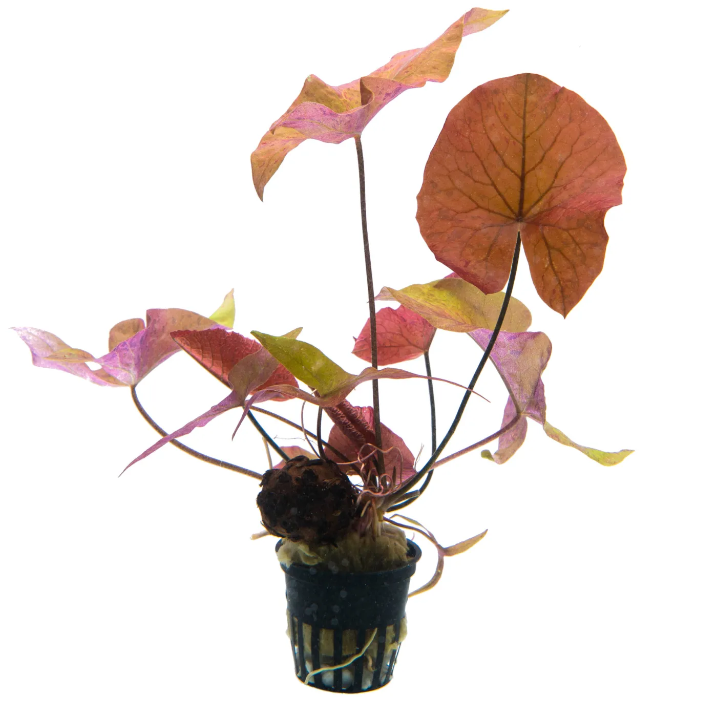 Nymphaea lotus