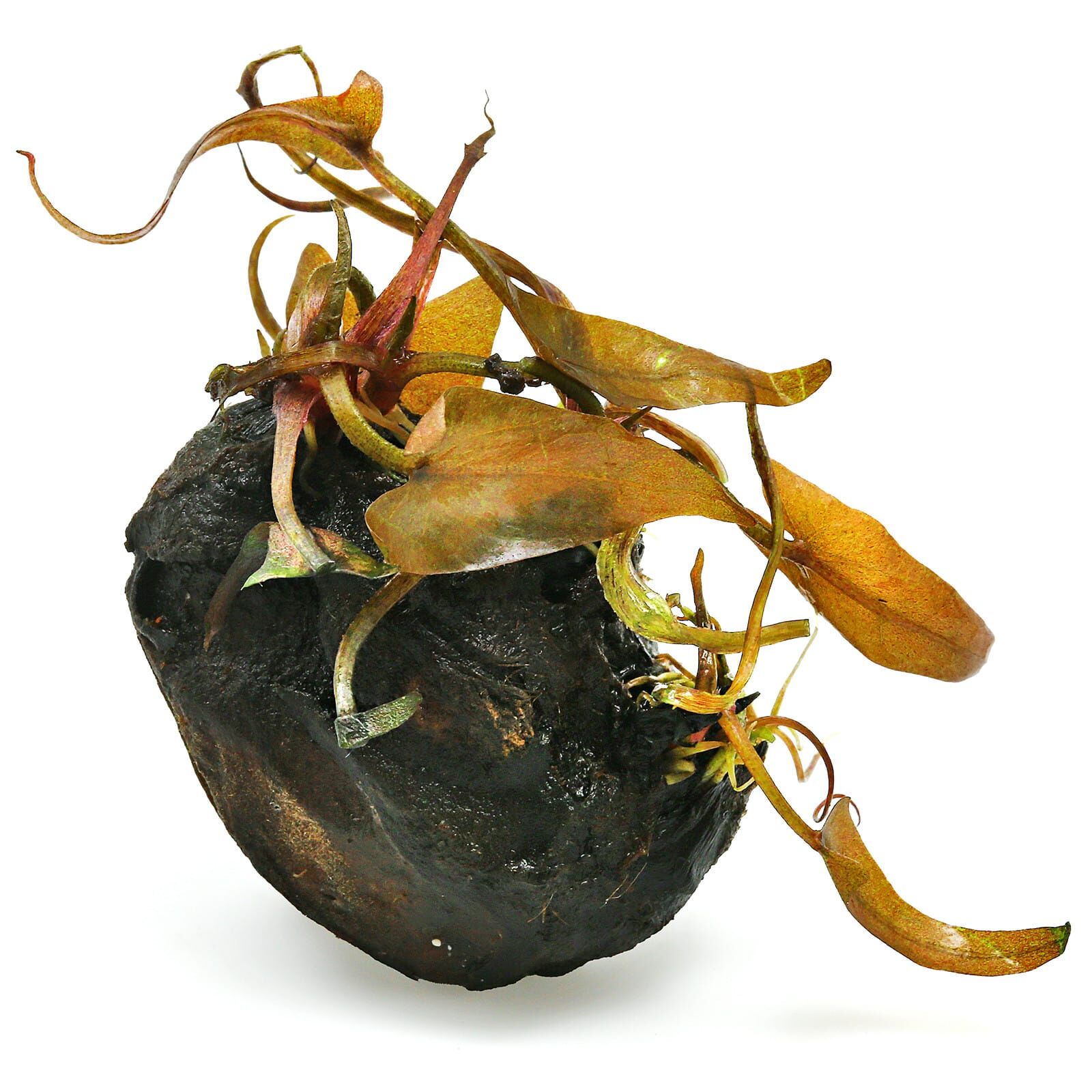 Nymphaea rubra