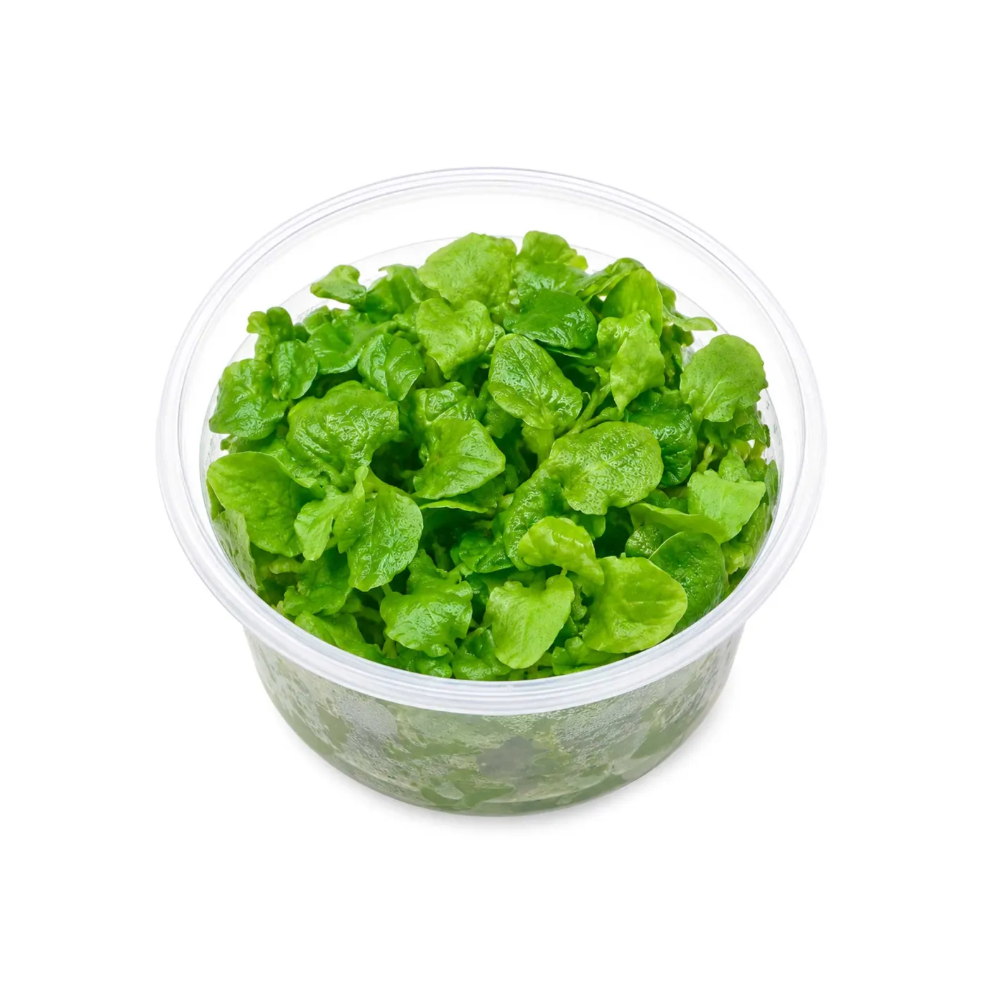 Nymphoides hydrophylla 'Taiwan' | Flipper Lotus - in vitro