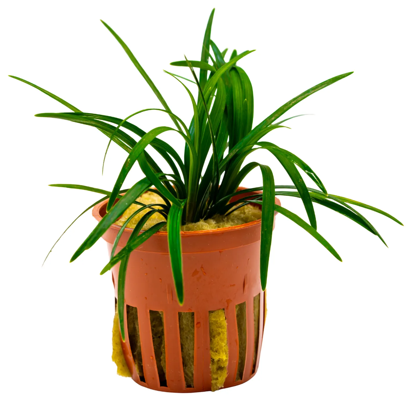 Ophiopogon japonicus 'Kyoto Dwarf'
