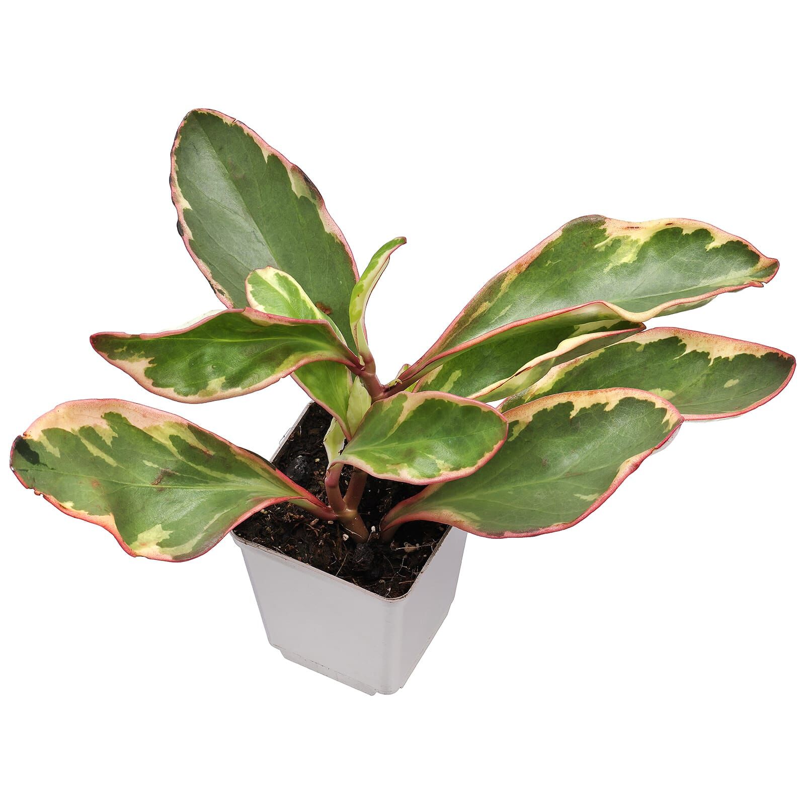 Peperomia clusiifolia 'Jewelry' - Topf L