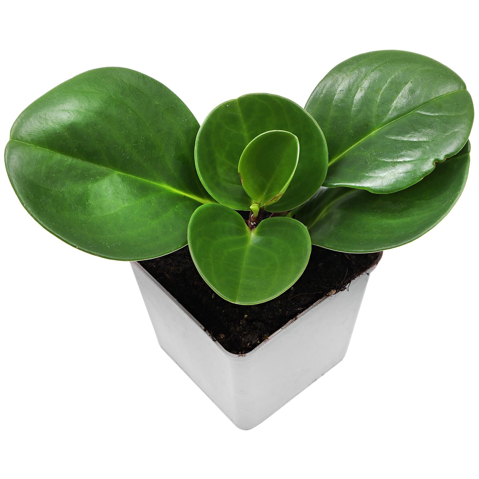 Peperomia obtusifolia - Topf L