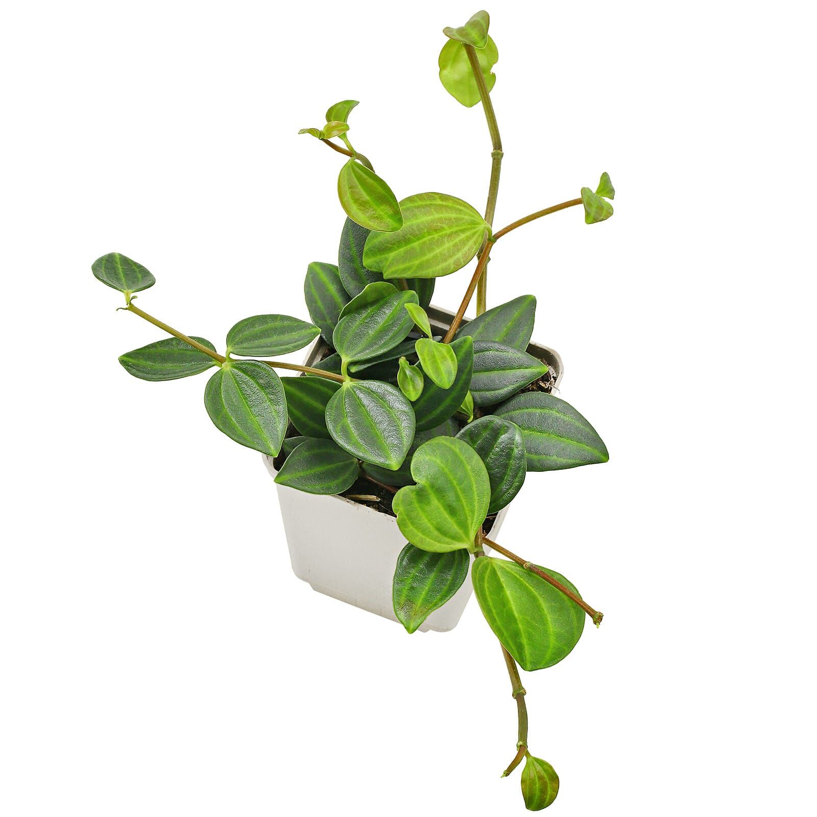 Peperomia quadrangularis (angulata) - Topf L
