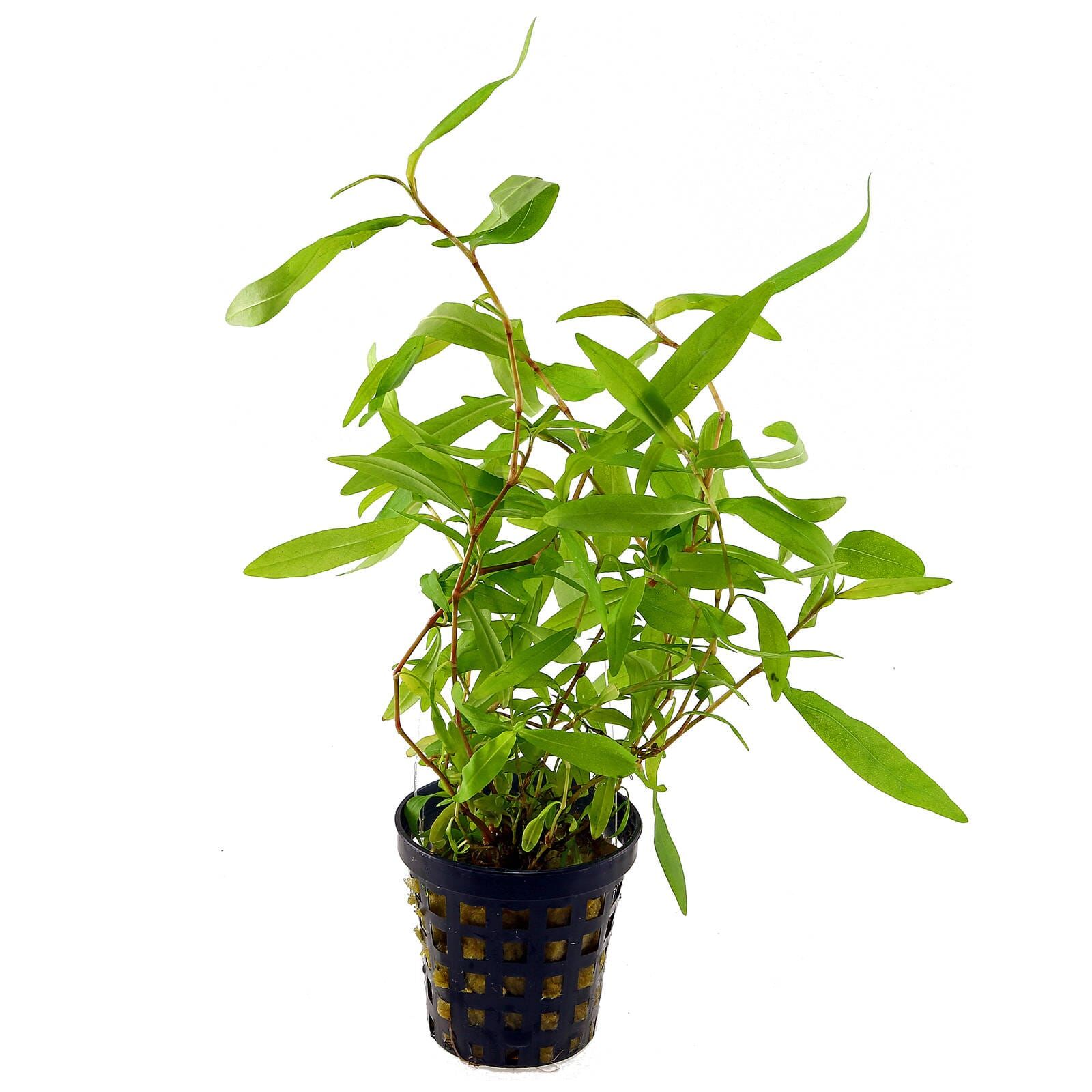 Persicaria sp. 'Kawagoeanum' - Topf