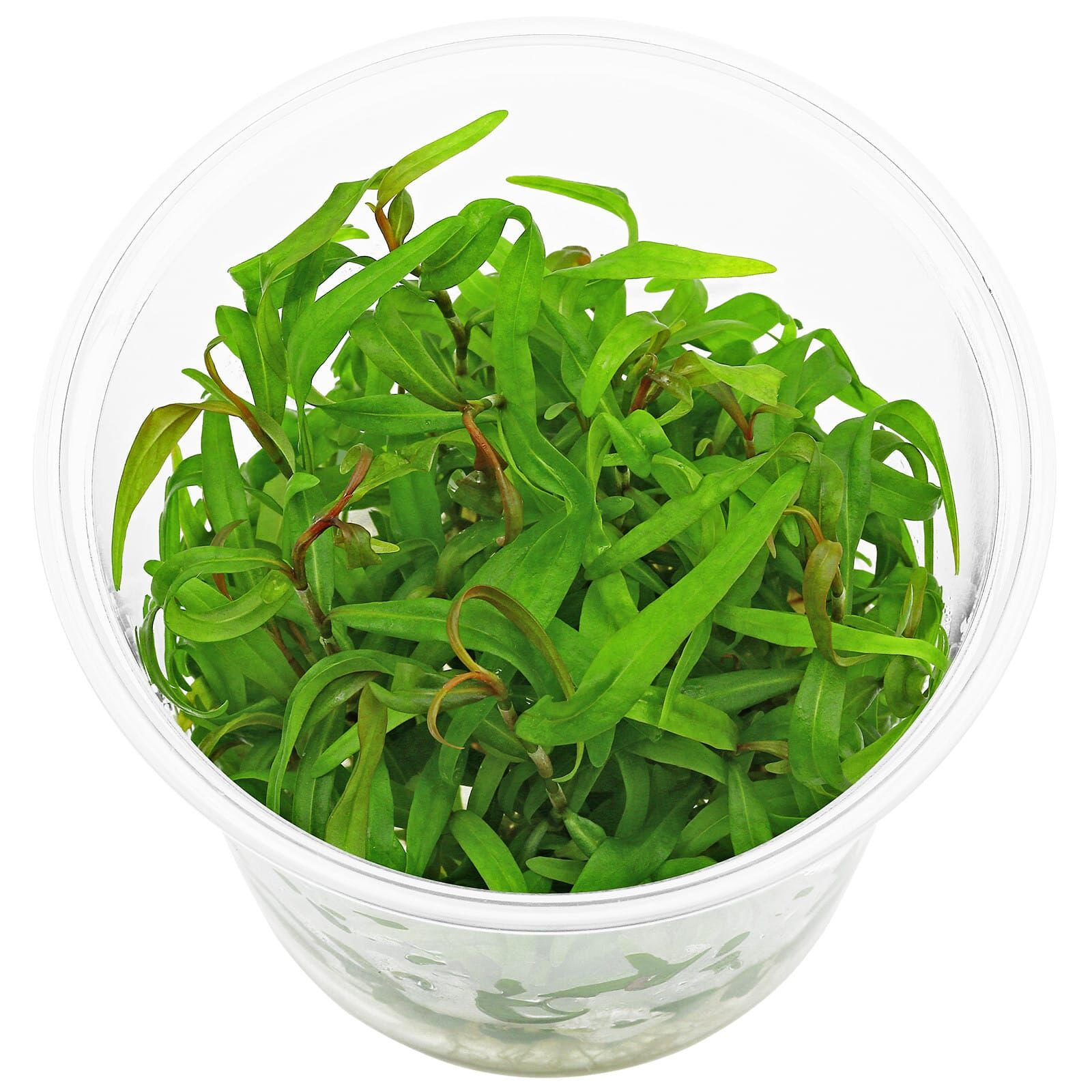 Persicaria sp. "Pak Chong" - in Vitro