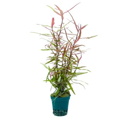 Persicaria sp. 'Pak Chong'