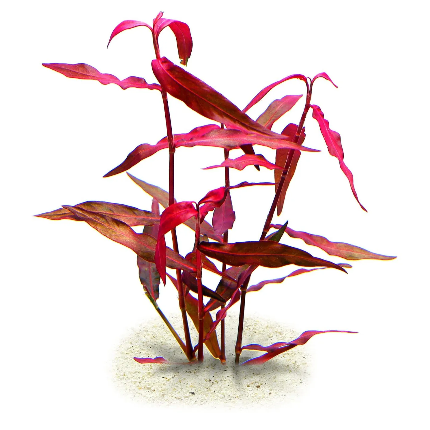 Persicaria sp. 'sao paulo'