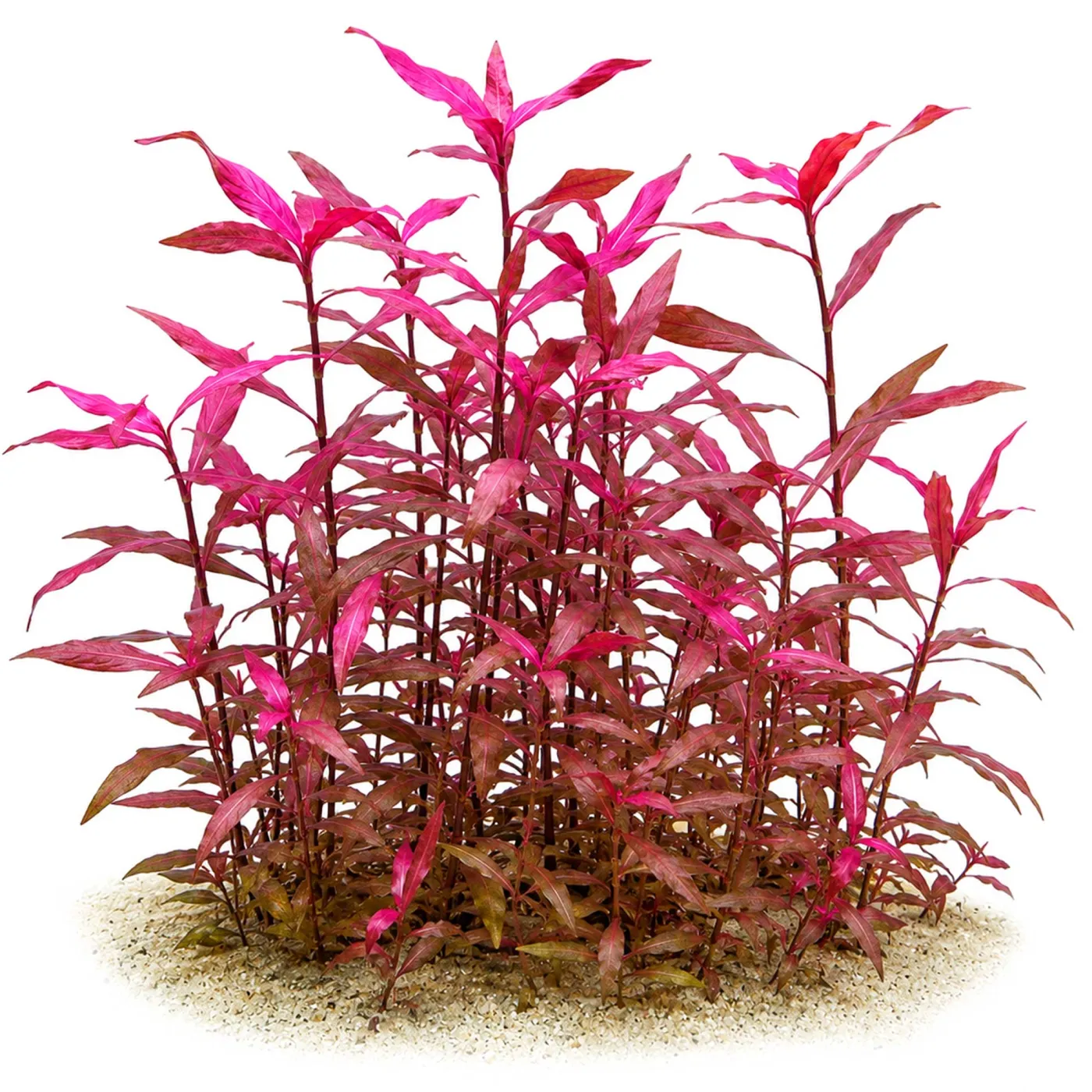 Persicaria sp. Sao Paulo | Sao Paulo-Wasserknöterich - in vitro XL - Ø 8,5cm