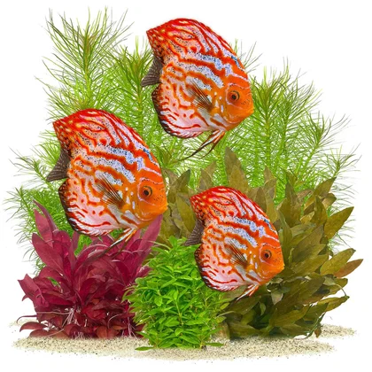 Aquarium Pflanzen für ein Diskus Aquarium | Diskus Pflanzen