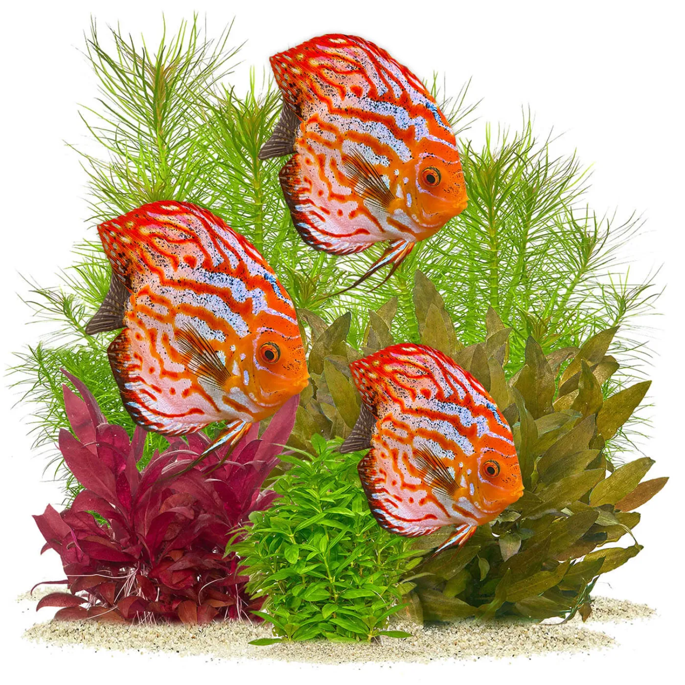 Aquarium Pflanzen für ein Diskus Aquarium | Diskus Pflanzen