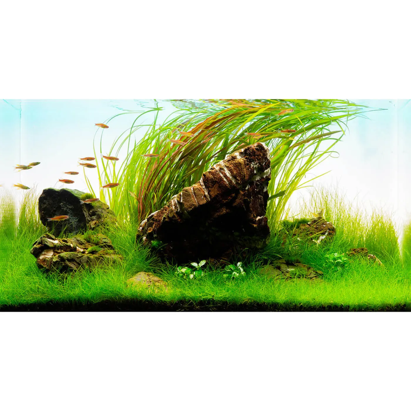 Pflanzenset für ein 60 Liter Anfänger Aquarium | Einsteiger Iwagumi Aquascape