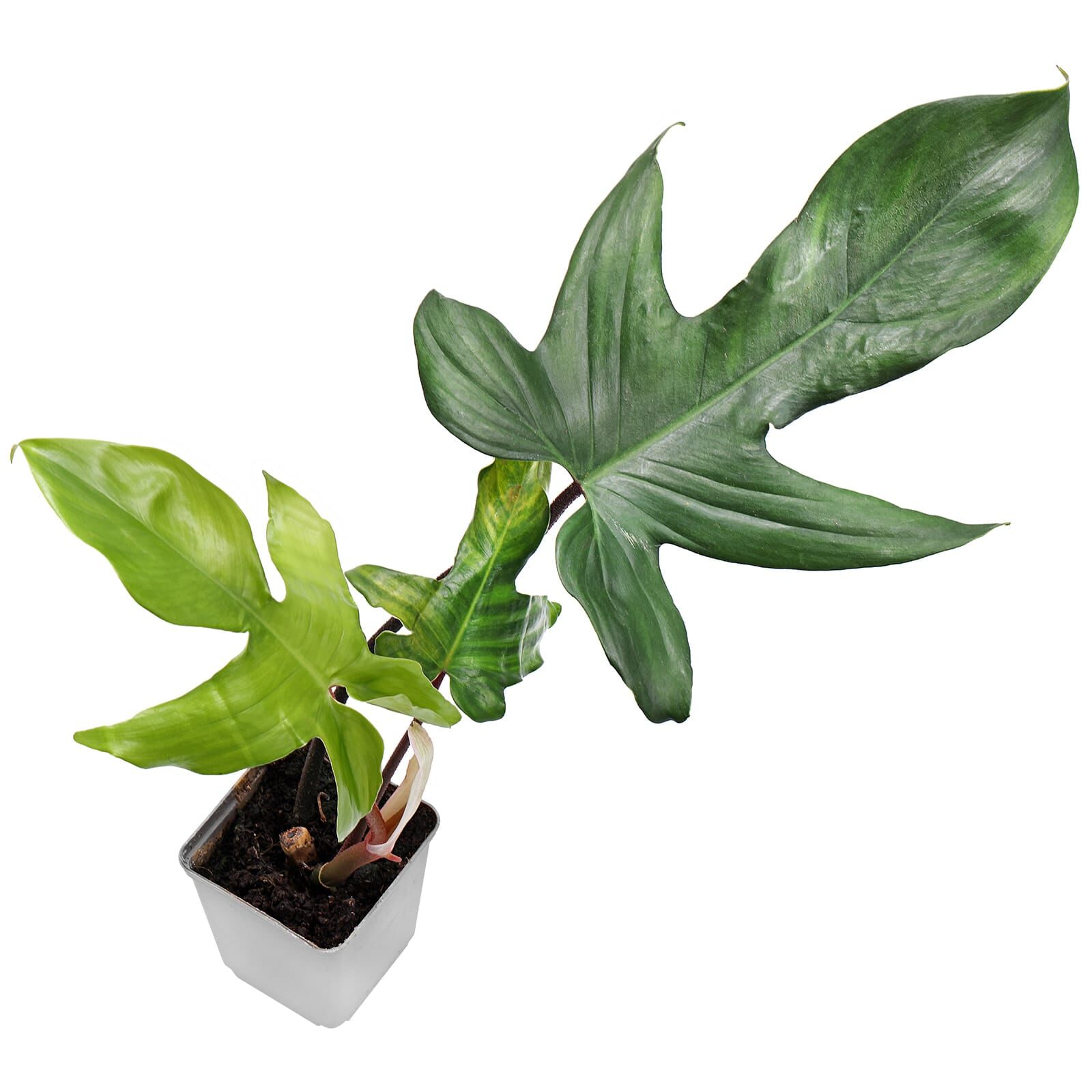 Philodendron 'Florida Green' - Topf L