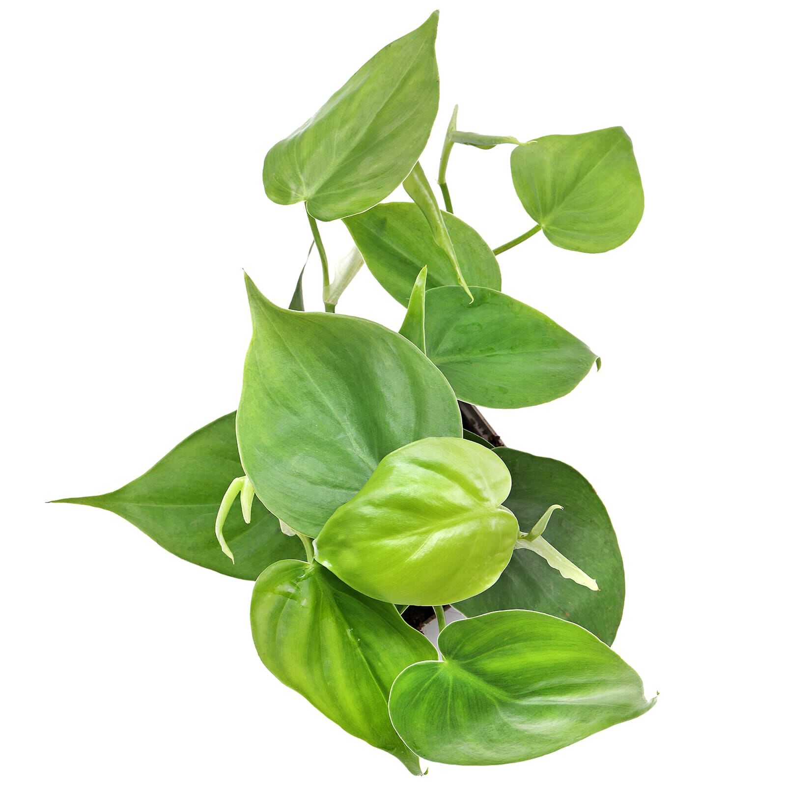 Philodendron hederaceum var. oxycardium - Topf L