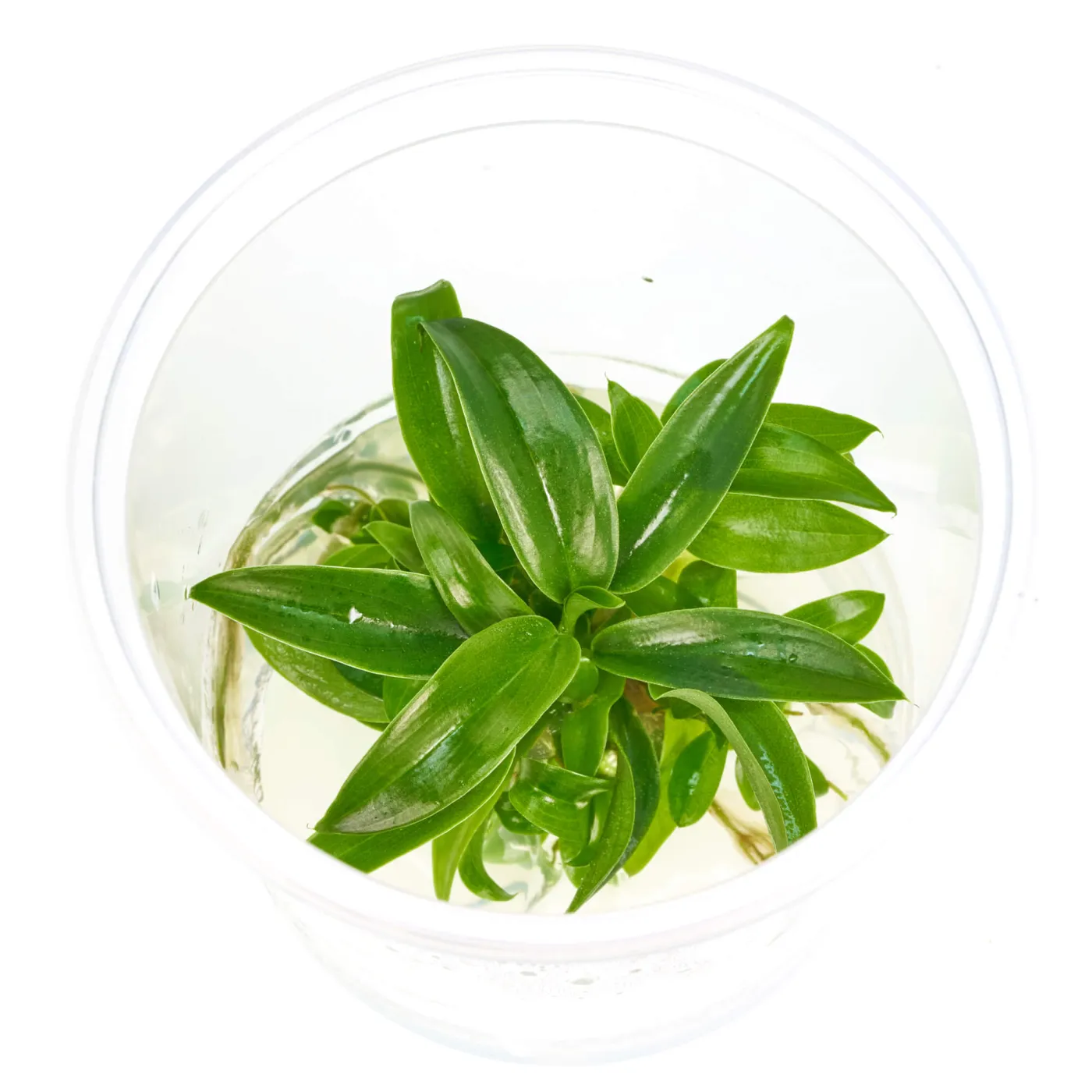 Philodendron Mini Midget | Mini Baumfreund (Terrariumpflanze) - in vitro