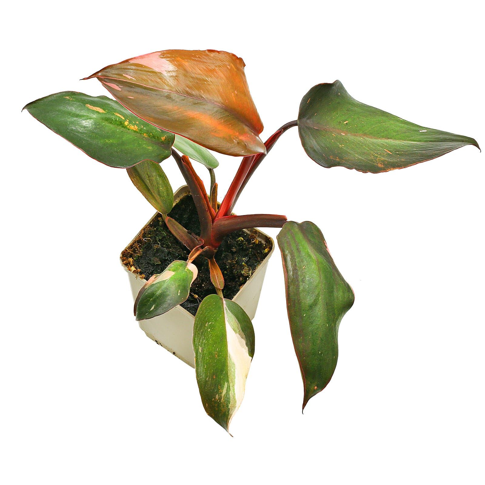 Philodendron 'Pink Princess'