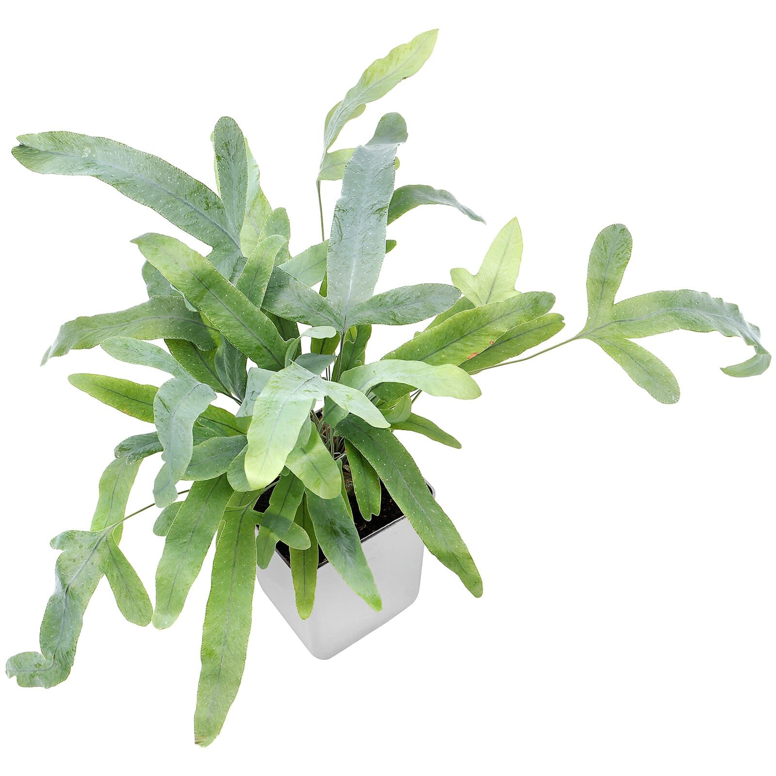 Phlebodium aureum 'Blue Star' - Topf L