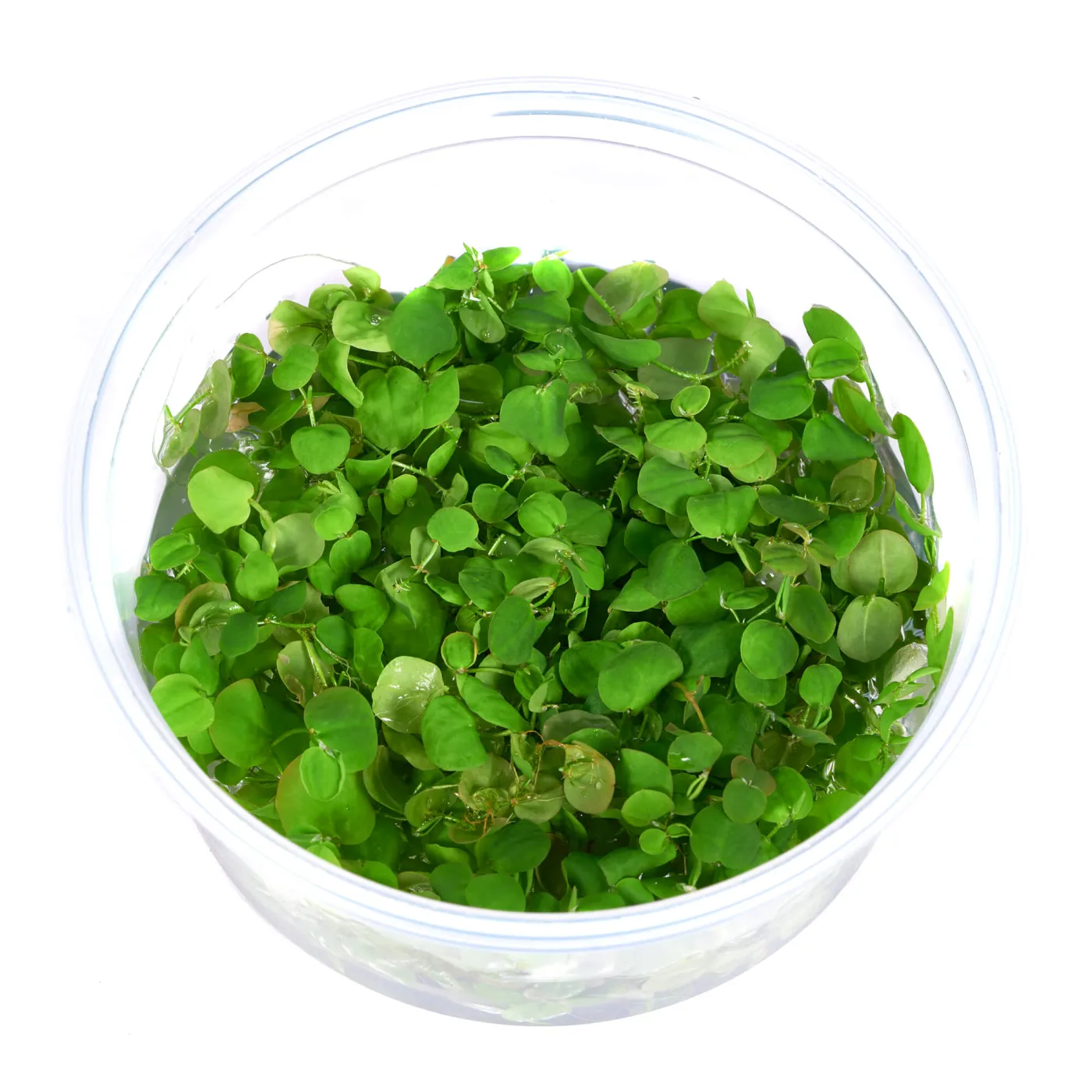 Phyllanthus fluitans I Schwimm-Wolfsmilch
