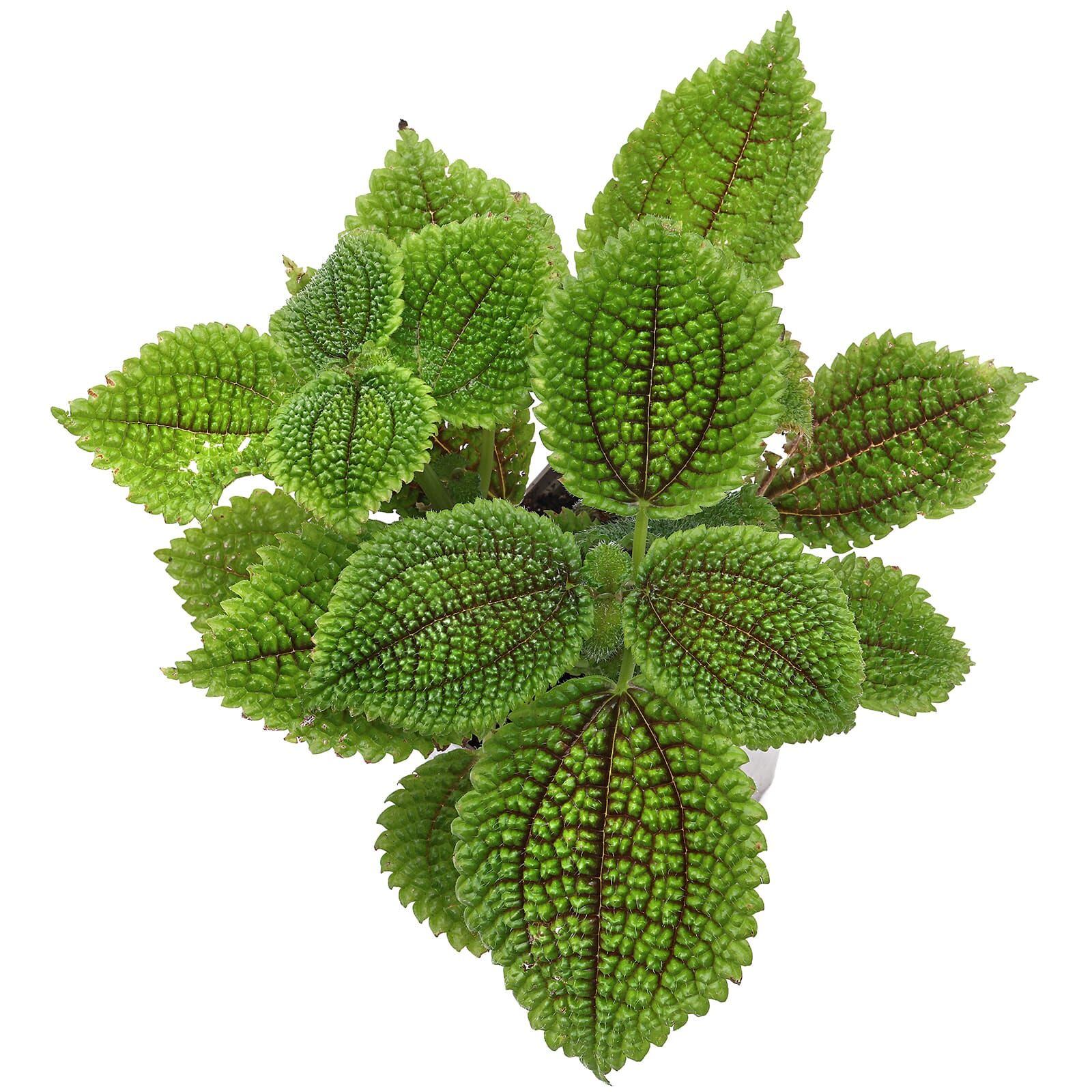 Pilea mollis 'Moon Valley' - Topf L