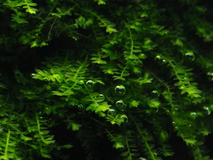 Pilotrichaceae sp. - "Pilo moss"