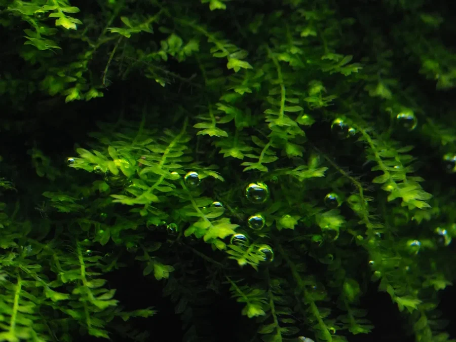 Pilotrichaceae sp. - "Pilo moss"