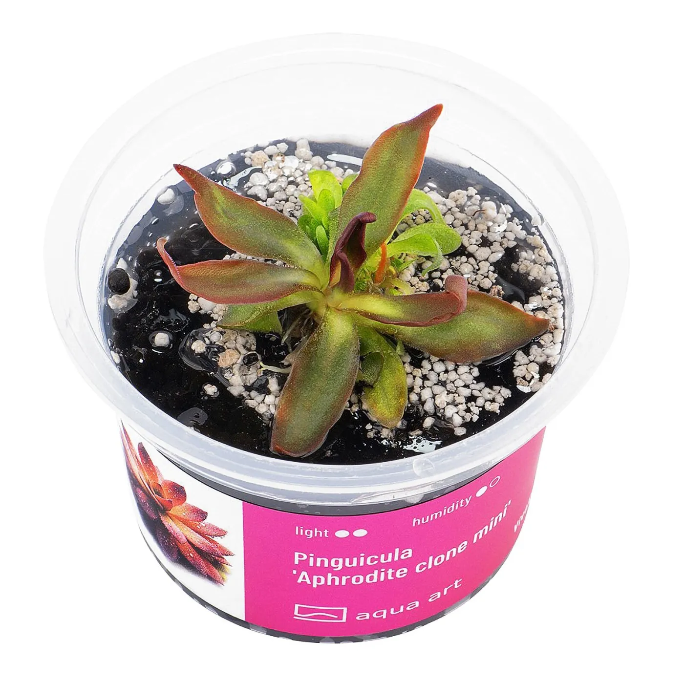 Pinguicula 'Aphrodite clone mini' / Fettkraut sp. 'Aphrodite clone mini'