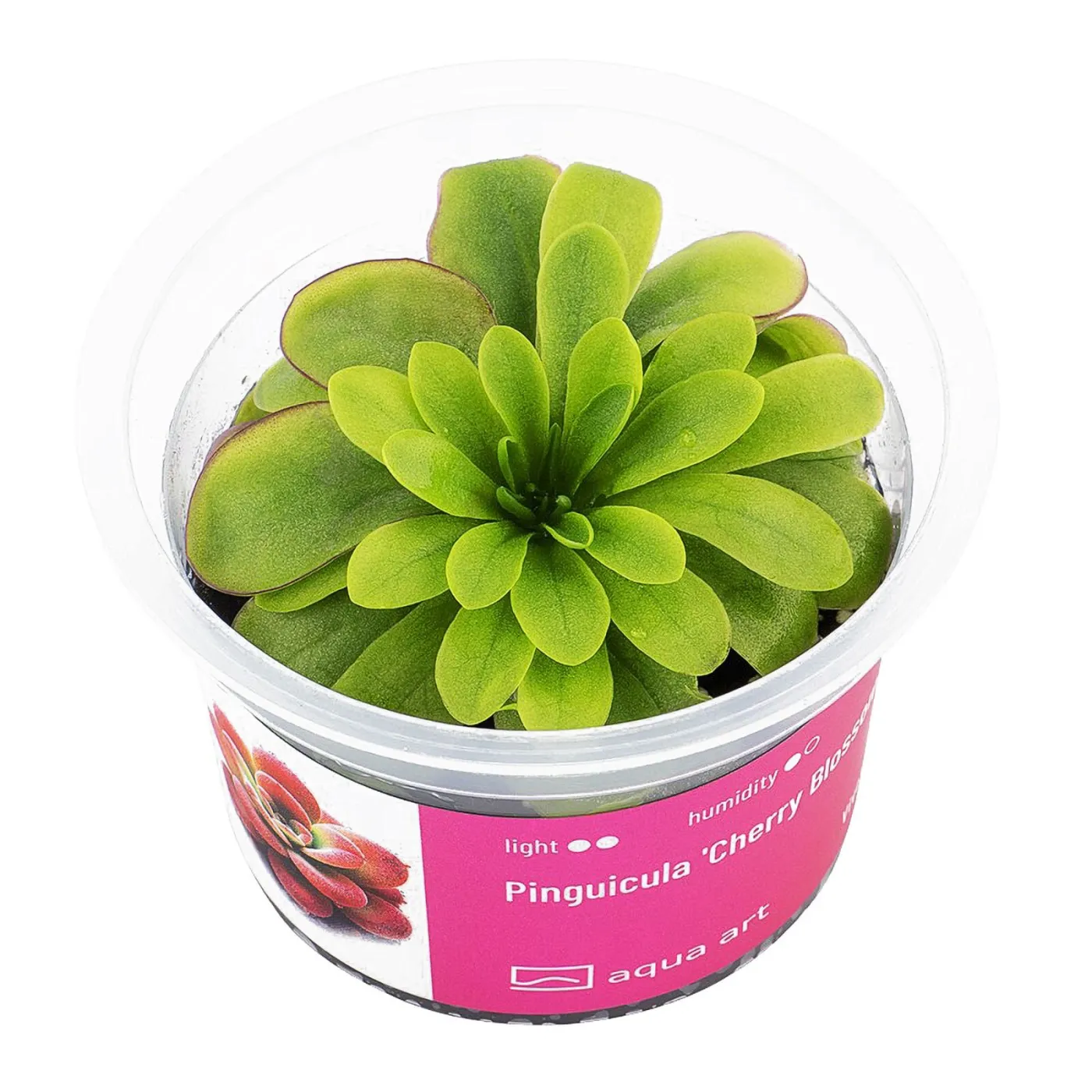 Pinguicula 'Cherry Blossom ' / Fettkraut sp. 'Cherry Blossom'