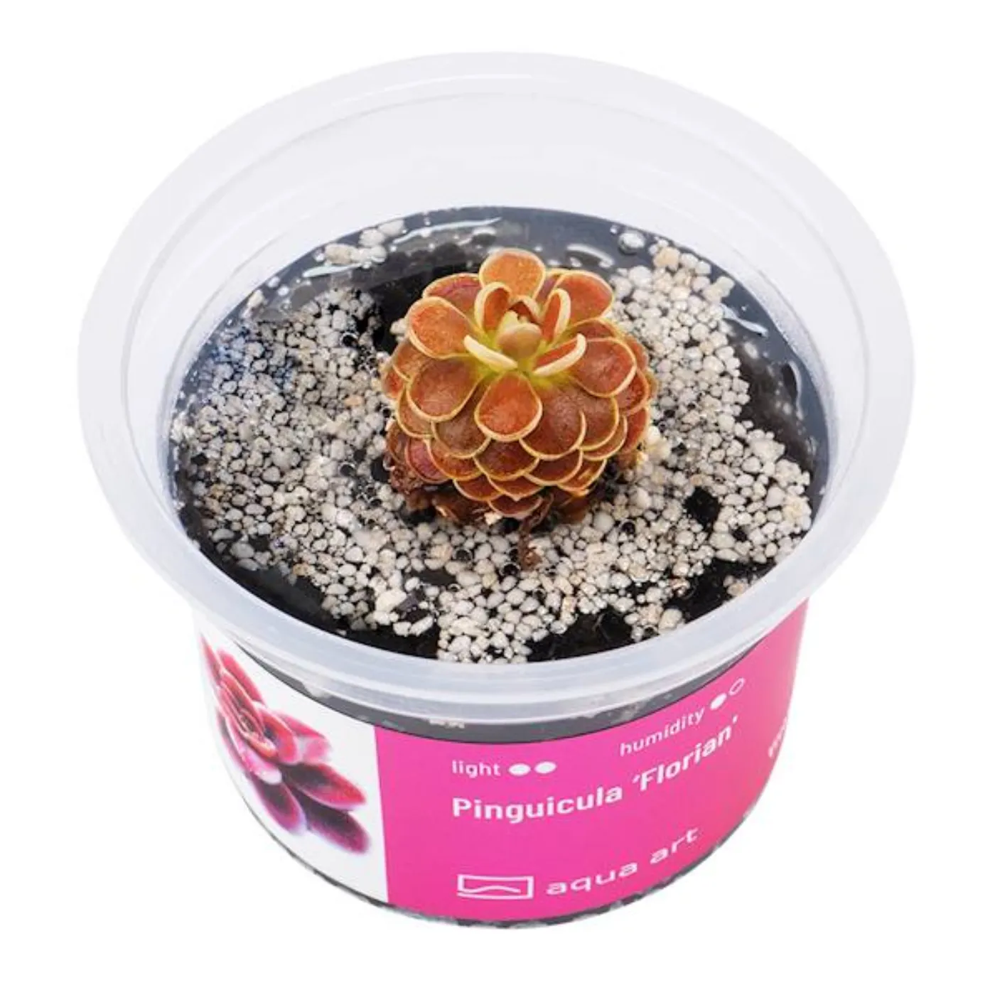 Pinguicula ‘Florian' / Fettkraut sp. 'Florian'