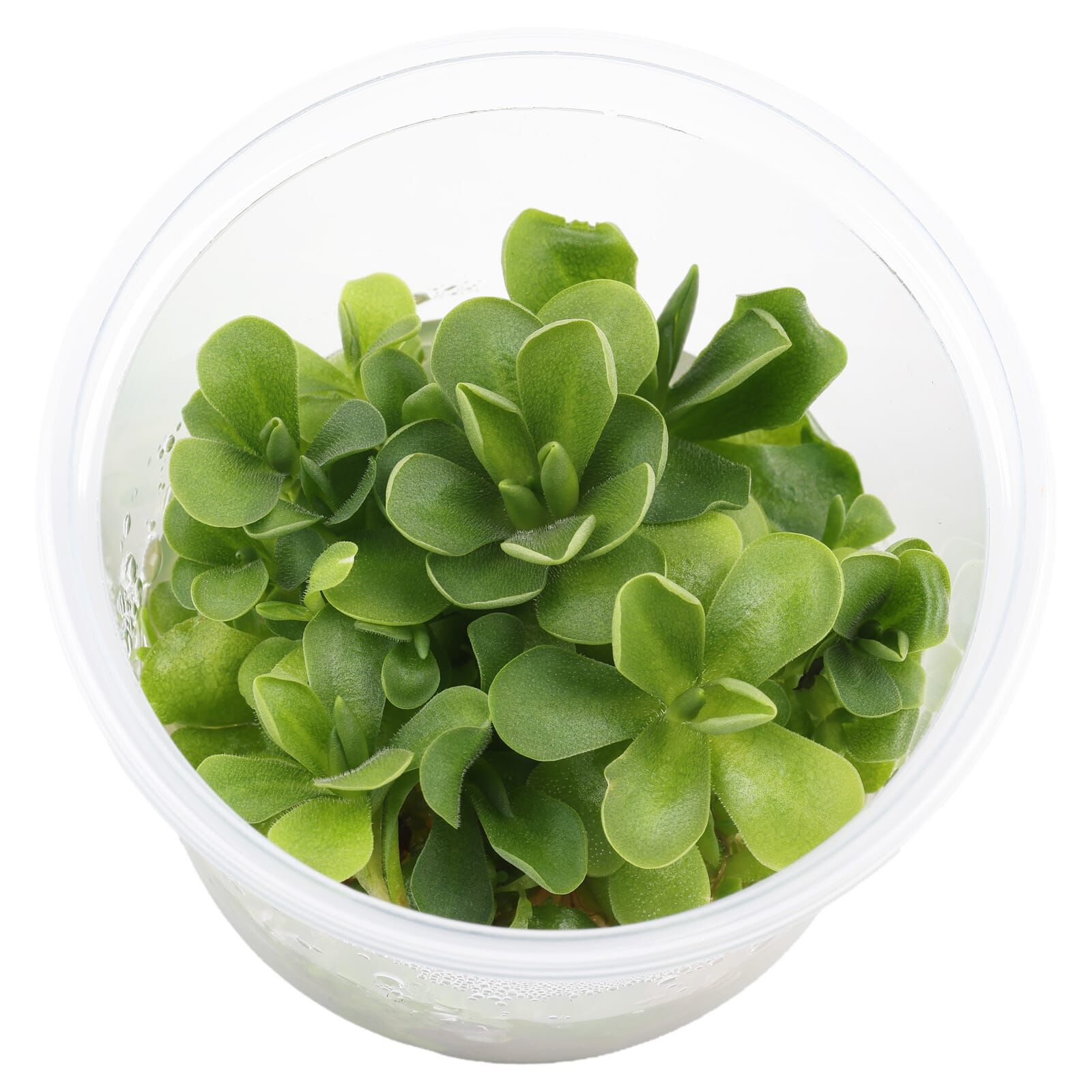 Pinguicula ‘Florian'