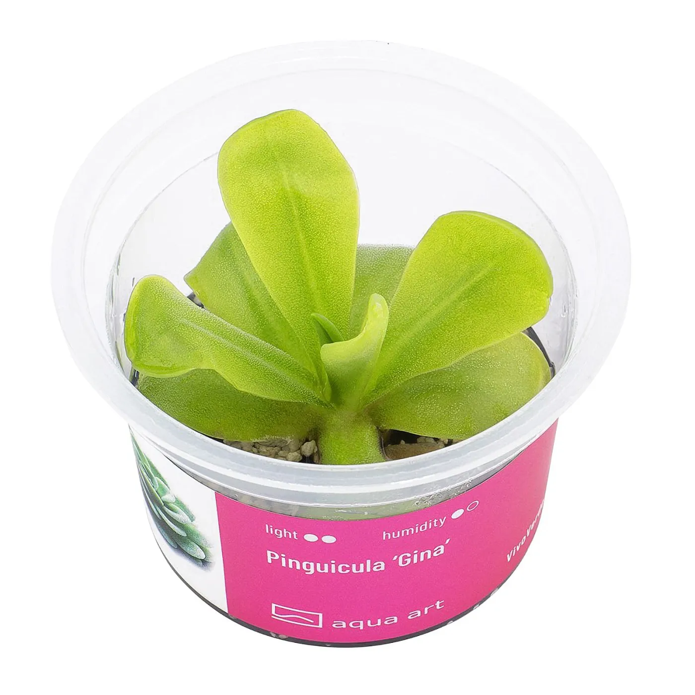 Pinguicula ‘Gina’ / Fettkraut sp. 'Gina'