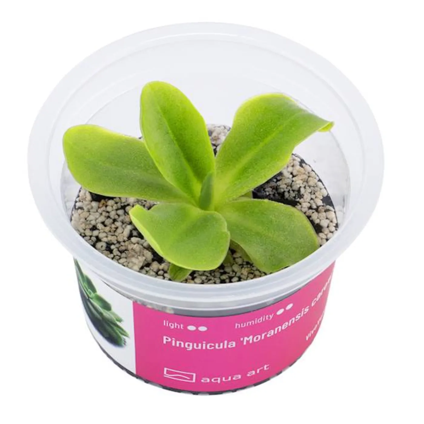 Pinguicula 'Moranensis carow' / Fettkraut sp. 'Moranensis carow'