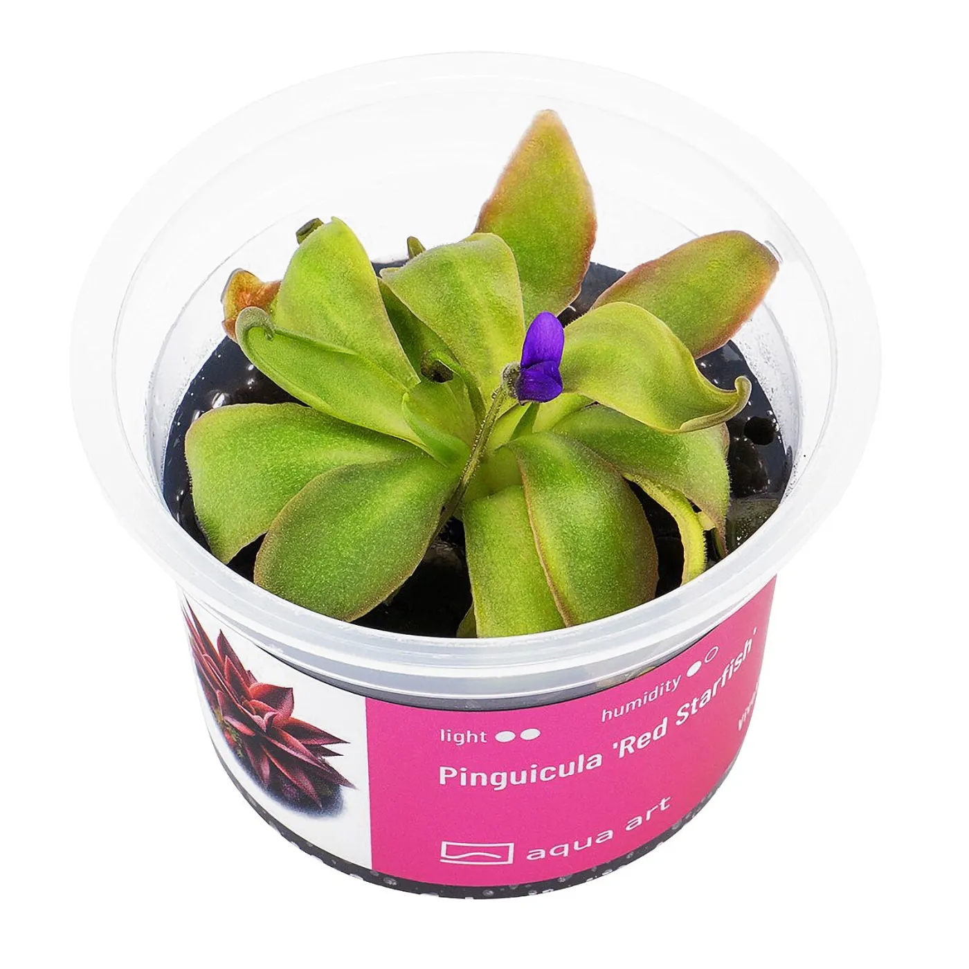 Pinguicula 'Red Starfish' / Fettkraut sp. 'Red Starfish'