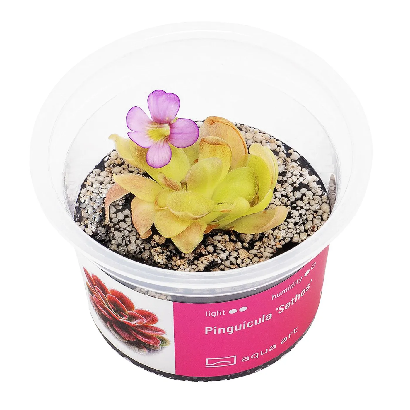 Pinguicula 'Sethos' / Fettkraut sp. 'Sethos'