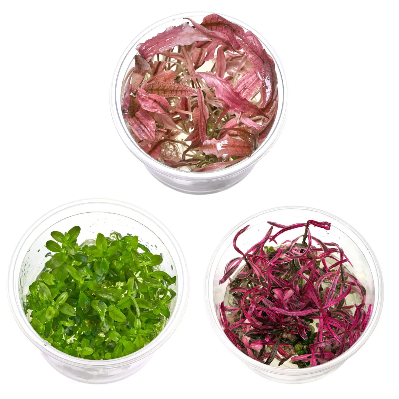 Pinke Aquarium Pflanzen Set | Pink Passion - in vitro