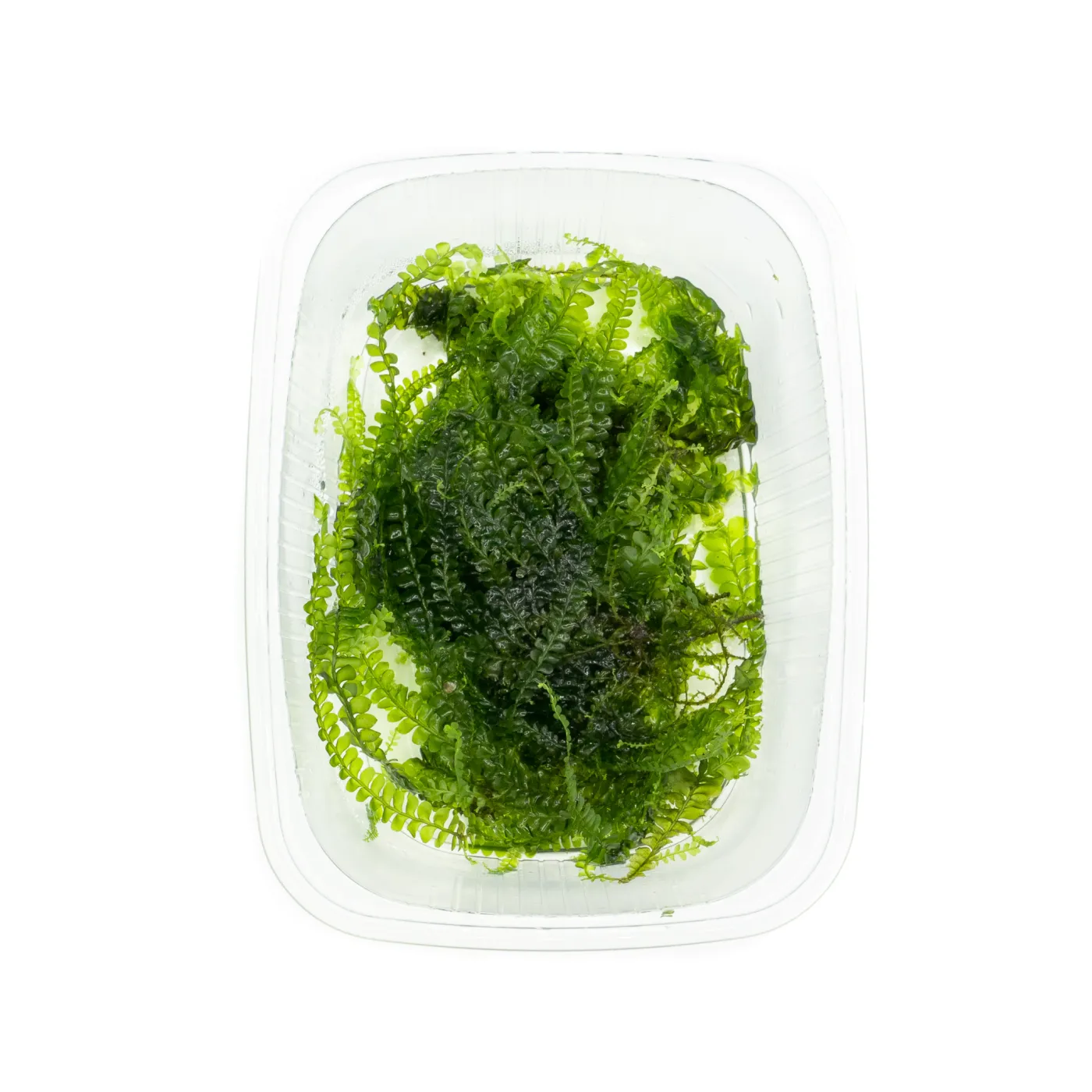Plagiochila integerrima / Cameroon Moss