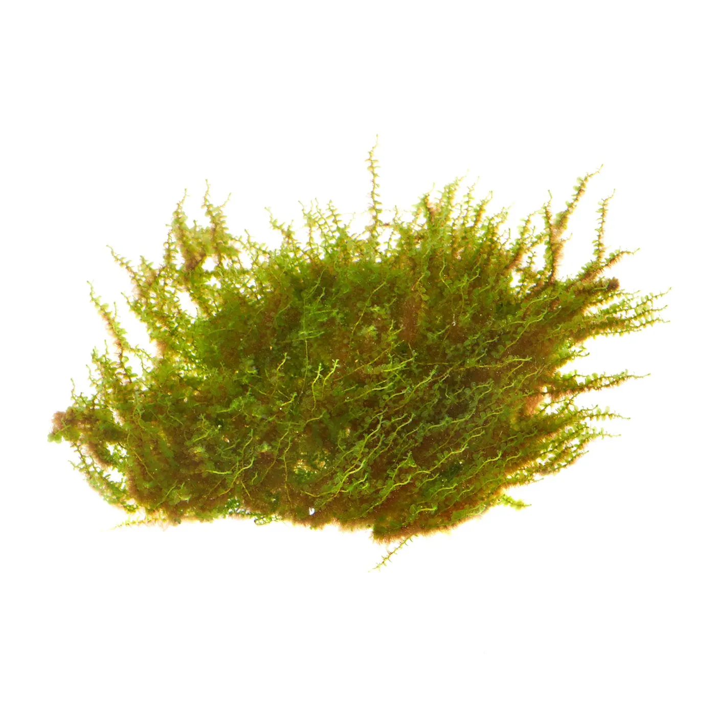 Plagiomnium cf. affine | Perlenmoos - auf Gitter 8x8 cm