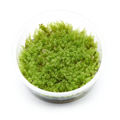 Plagiomnium cf. affine | Perlenmoos - in vitro