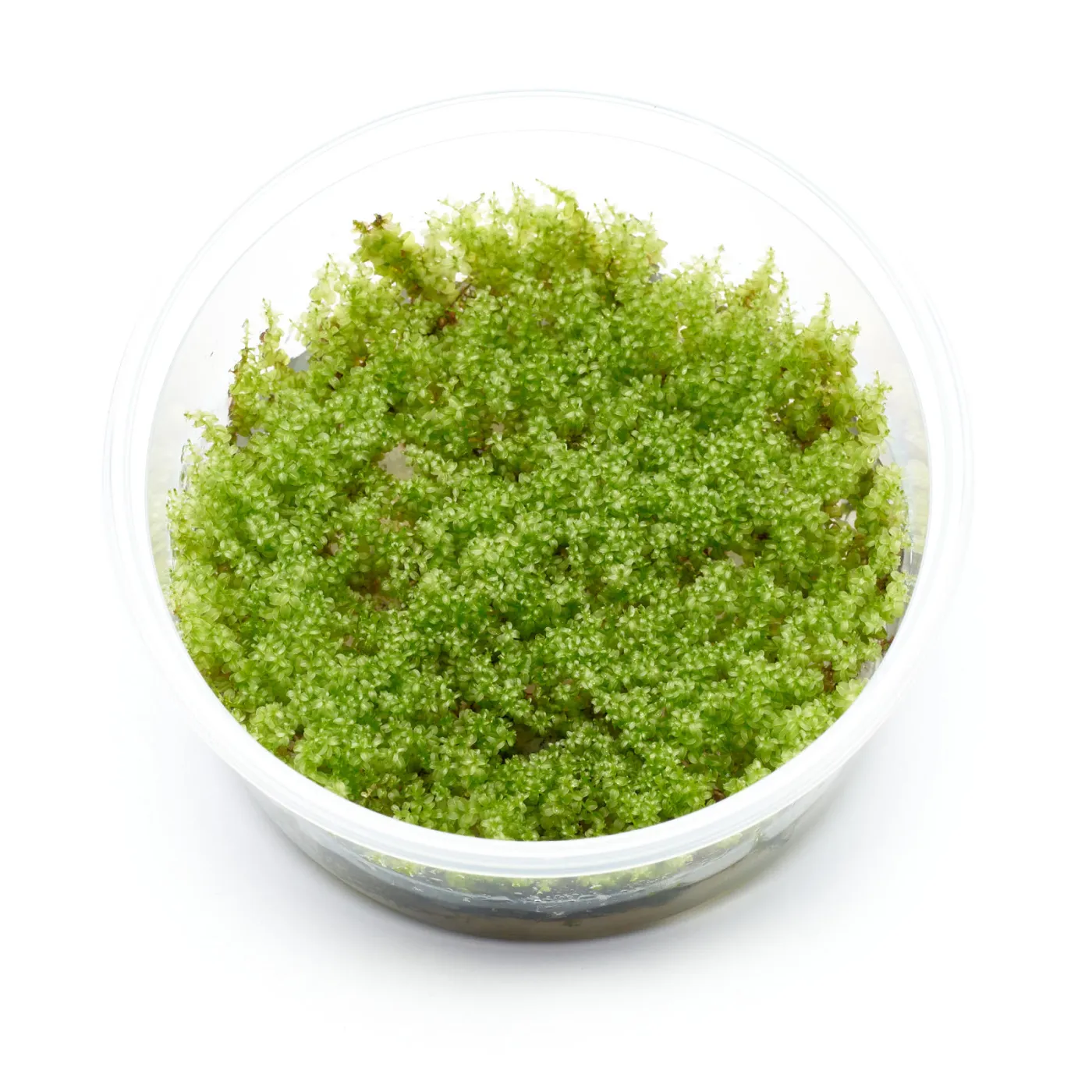 Plagiomnium cf. affine | Perlenmoos - in vitro