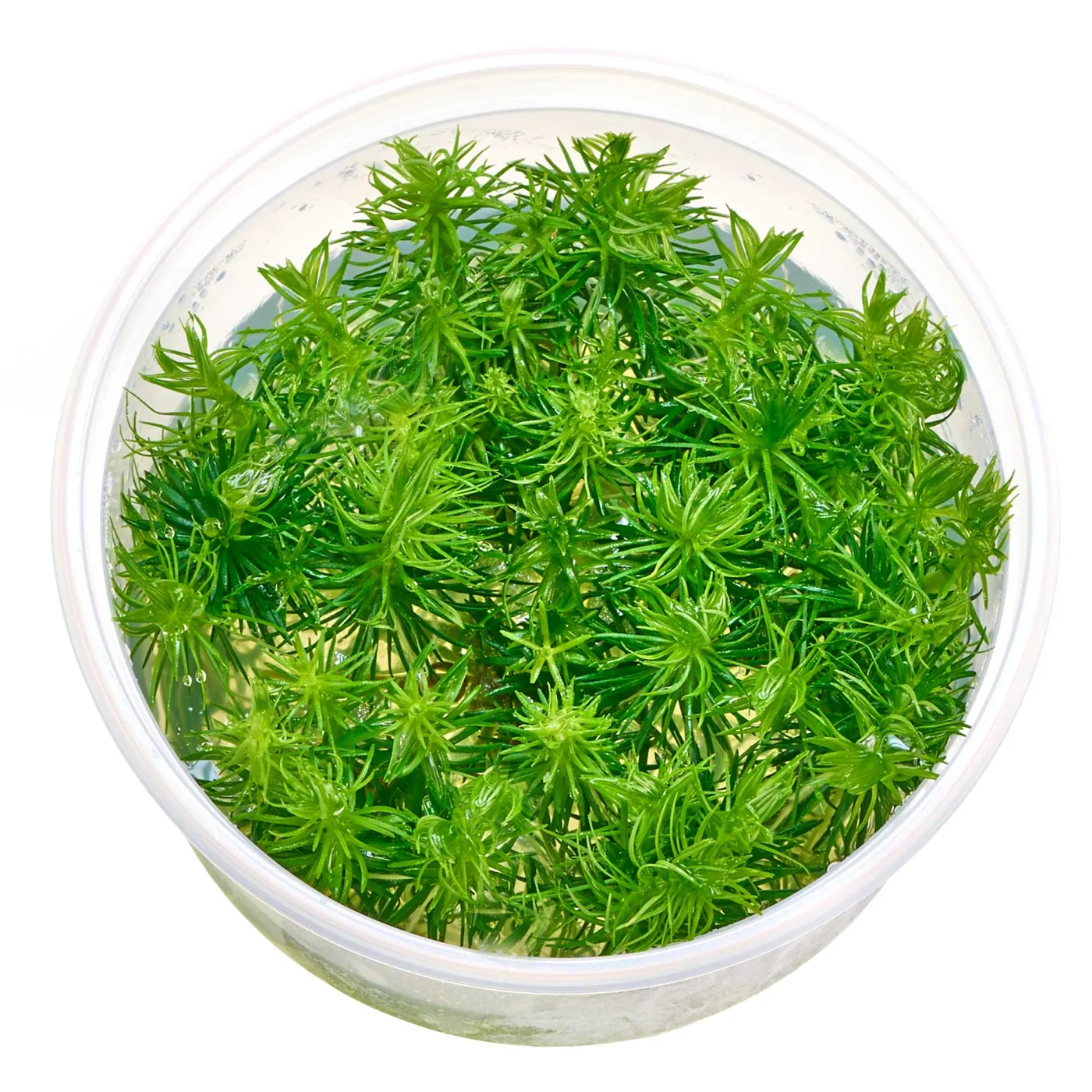 Pogostemon deccanensis ("erectus") | Indische Sternpflanze - in vitro