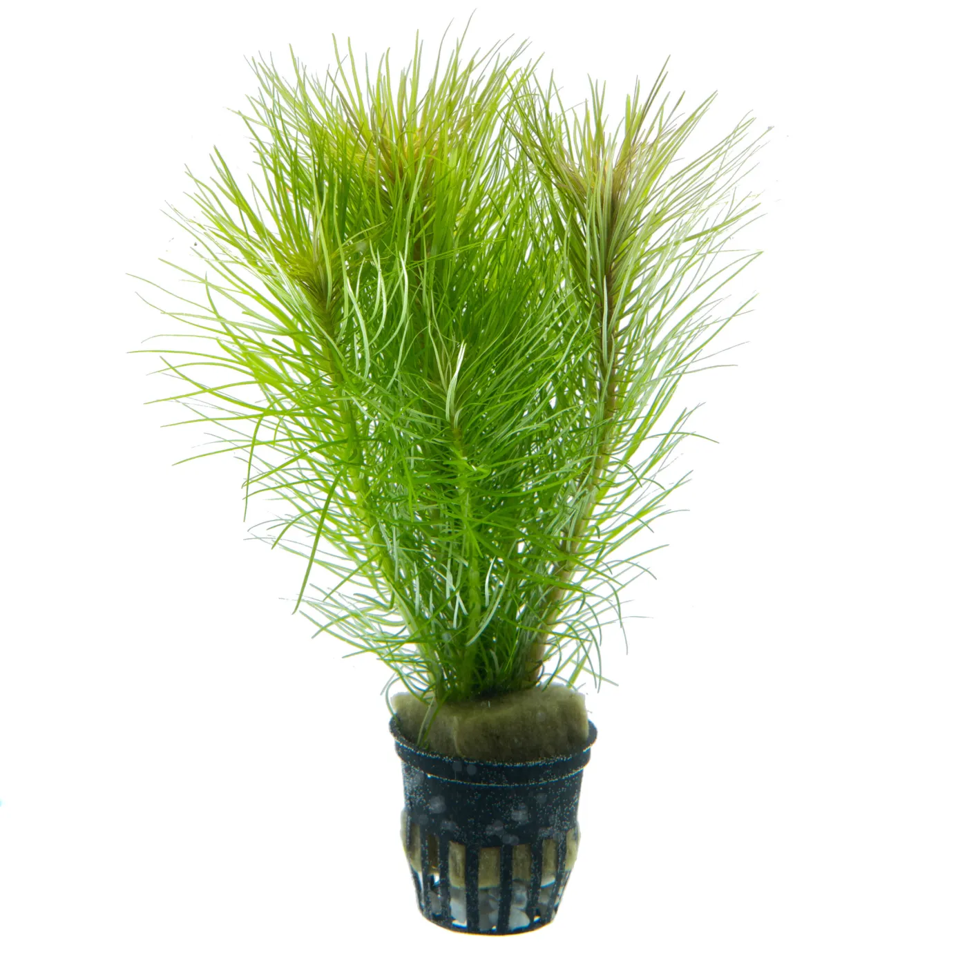 Pogostemon cf. deccanensis