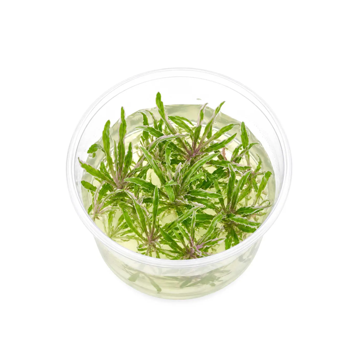 Pogostemon helferi 'Marble' | Panaschierter Wasserstern - in vitro